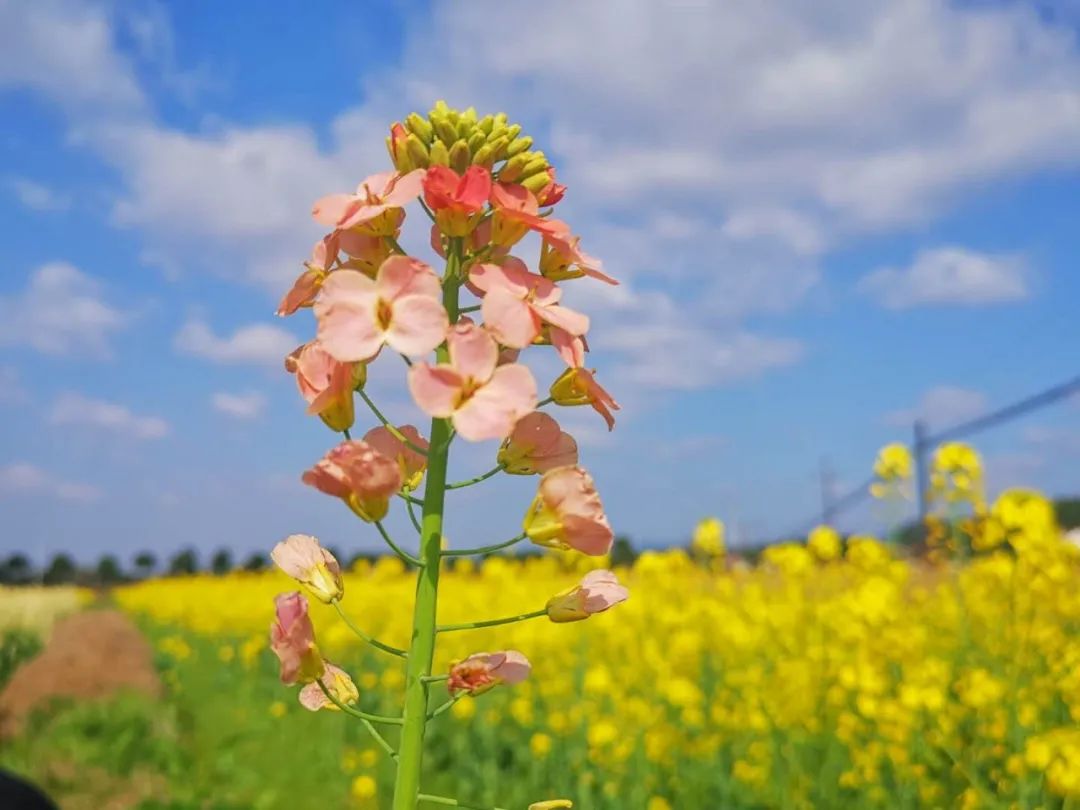 在 初 春 散去了冬季的凉意 吹来了油菜花的绽放