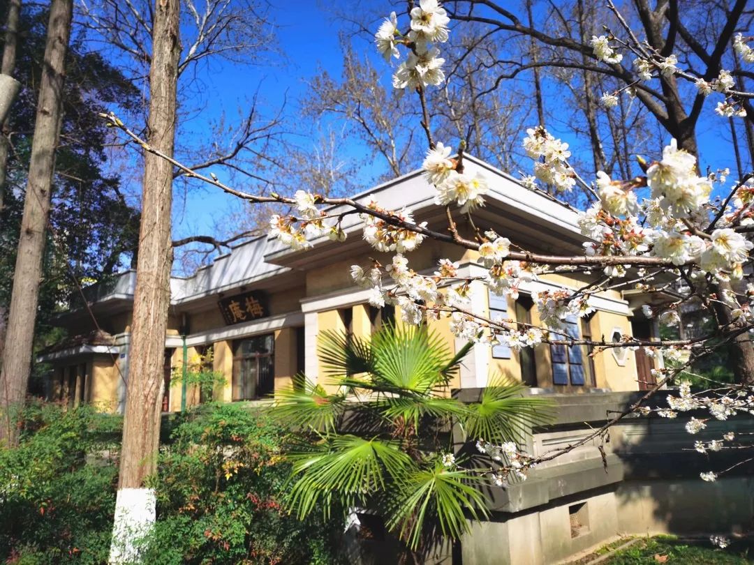 阳光正好轻柔地把树影洒在梅庵前也轻抚过梅庵身侧迎春开放的梅花梅庵