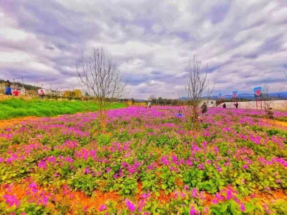 花开了广元的春天已然到来
