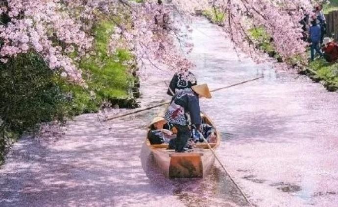 日本关于樱花的“理想的小诗”