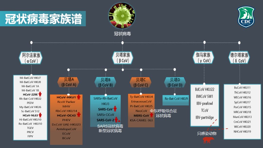 病毒来源正所谓知己知彼才能百战百胜,要战胜新型冠状病毒,必须先