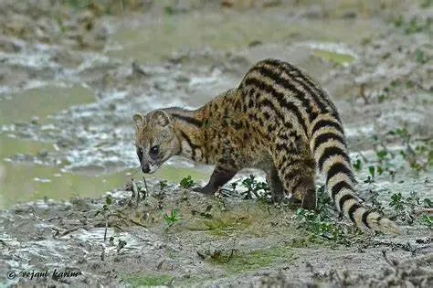 果子狸小熊猫花面狸(果子狸),斑林狸,小灵猫等主要作为野味被盗猎食用