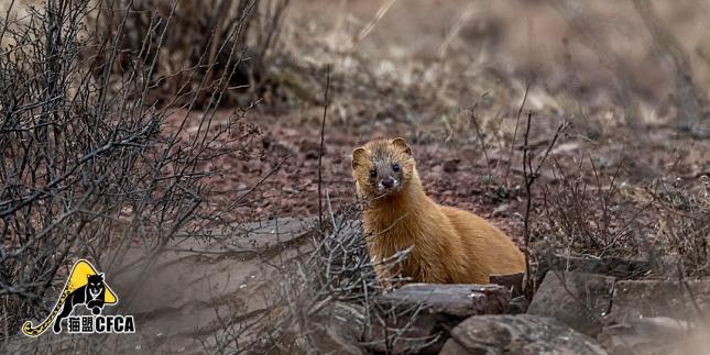 猪獾详情:在中国,被吃掉的悲催野味们獾主要作为野味被捕猎食用,在