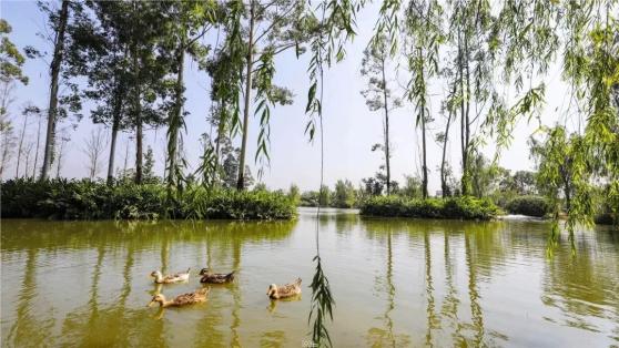 關注花舞人間斑竹林新津所有公園景區均有序開放