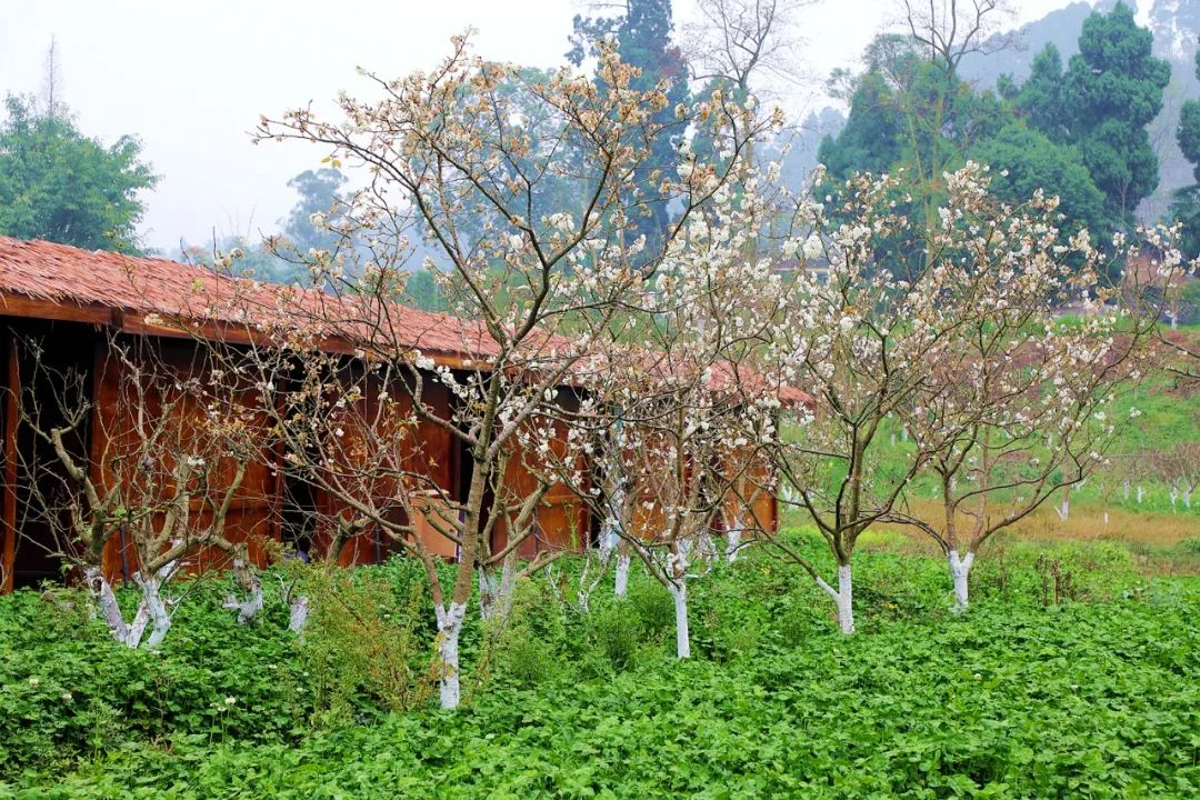 關注花舞人間斑竹林新津所有公園景區均有序開放