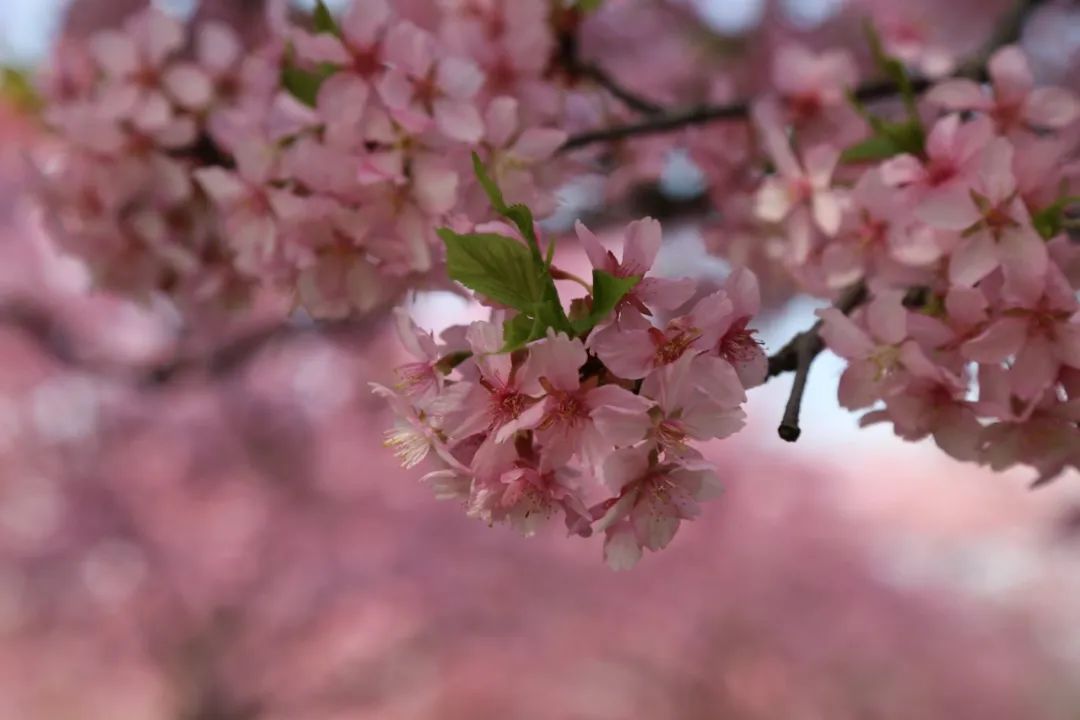 雲賞櫻顧村公園13000餘株櫻花即將進入盛花期