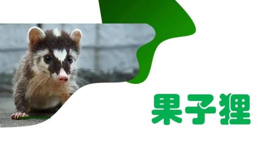 " 果子狸,三有保护动物,携带sars病毒,狂犬病病毒及多种影响中枢神经