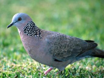 斑鳩是鴿子的近親,同屬於鳩鴿科,不過斑鳩體型要比鴿子小不少.