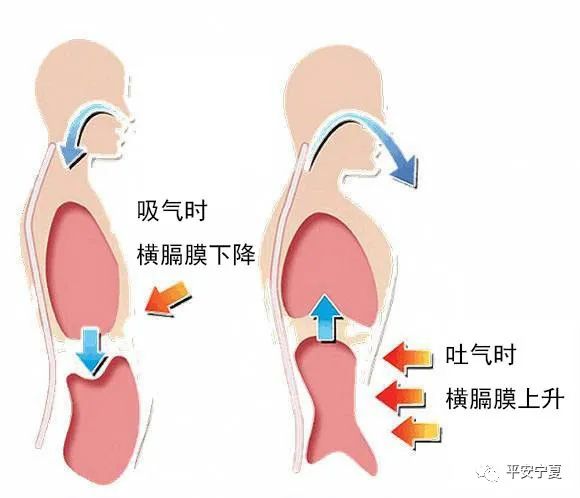 呼吸放松法是一种通过呼吸调节缓解紧张情绪的方法