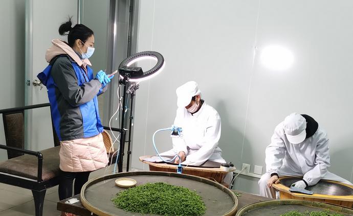 女茶农视频直播卖茶叶 一茶厂获500余春茶订单
