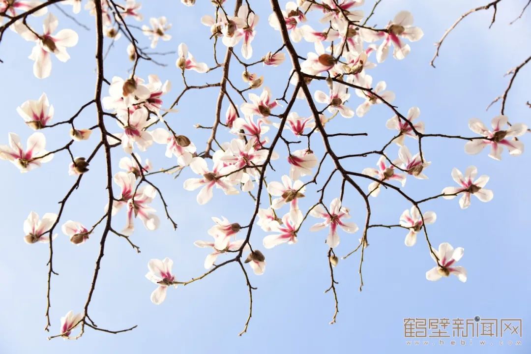 鹤壁云赏花来啦这份春光请收下