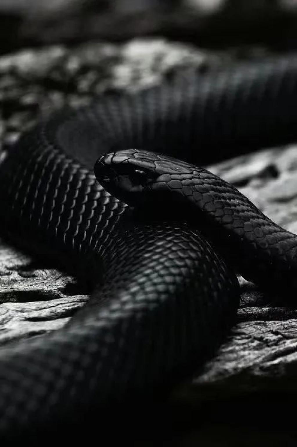 全黑的宠物蛇图片