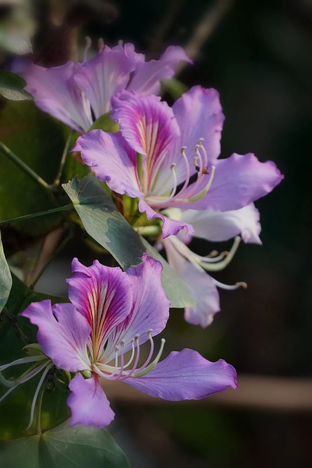 看蓬江这个花花花花花花花花世界