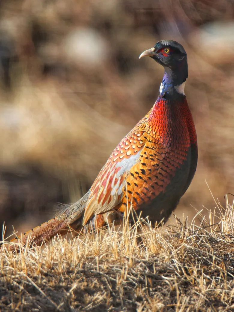 甘肃肃南加大祁连山生态保护为野生动植物筑起一个安稳的家