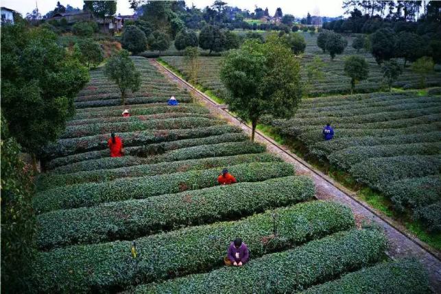 防住疫情 聞見茶香茶葉是邛崍農業主導產業之一,更是群眾增收的主要