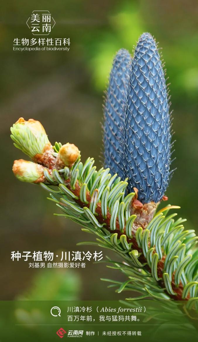 生物多样性百科种子植物川滇冷杉百万年前我与猛犸共舞