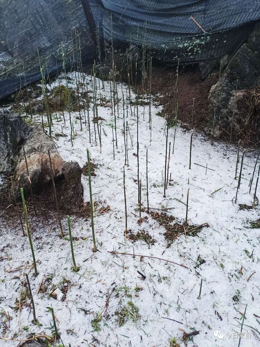 房屋损坏,作物绝收,凌晨一场冰雹造成蒙自直接经济损失2168万元!