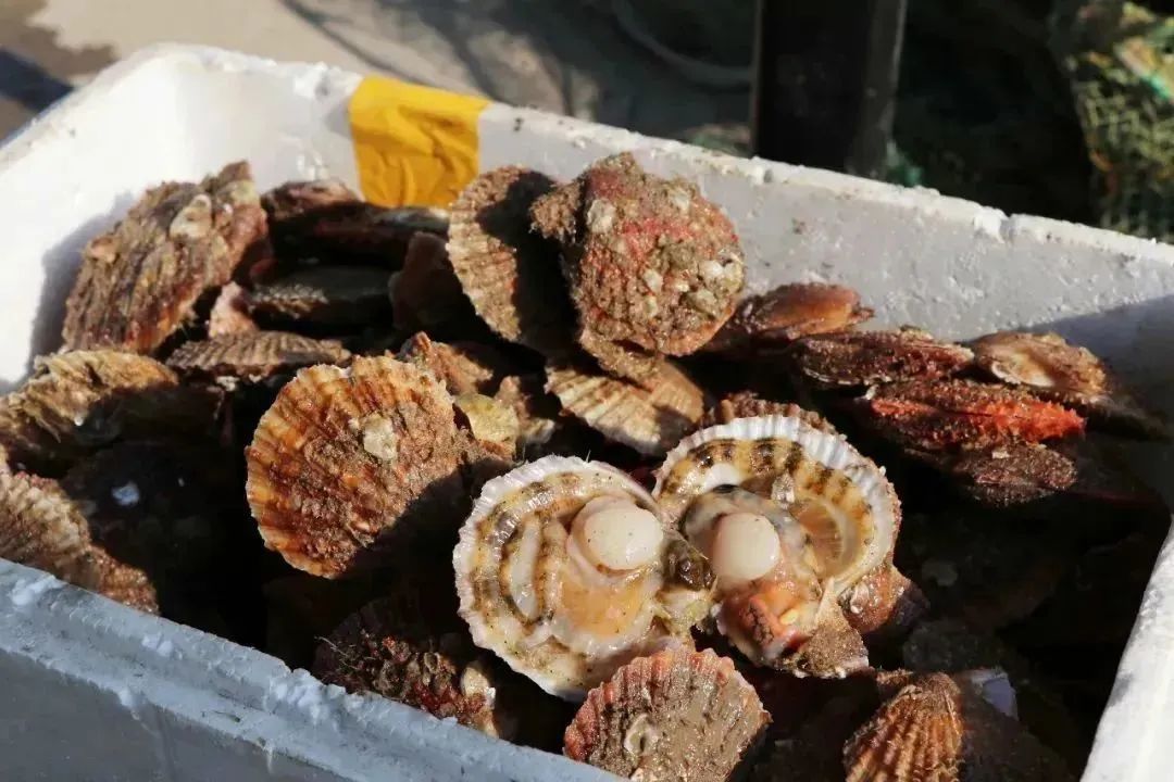 抗击疫情联手助农王哥庄青山社区神仙扇贝爱心团购开始啦