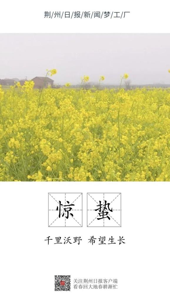 惊蛰至 荆州江陵万亩菜花田里春耕忙