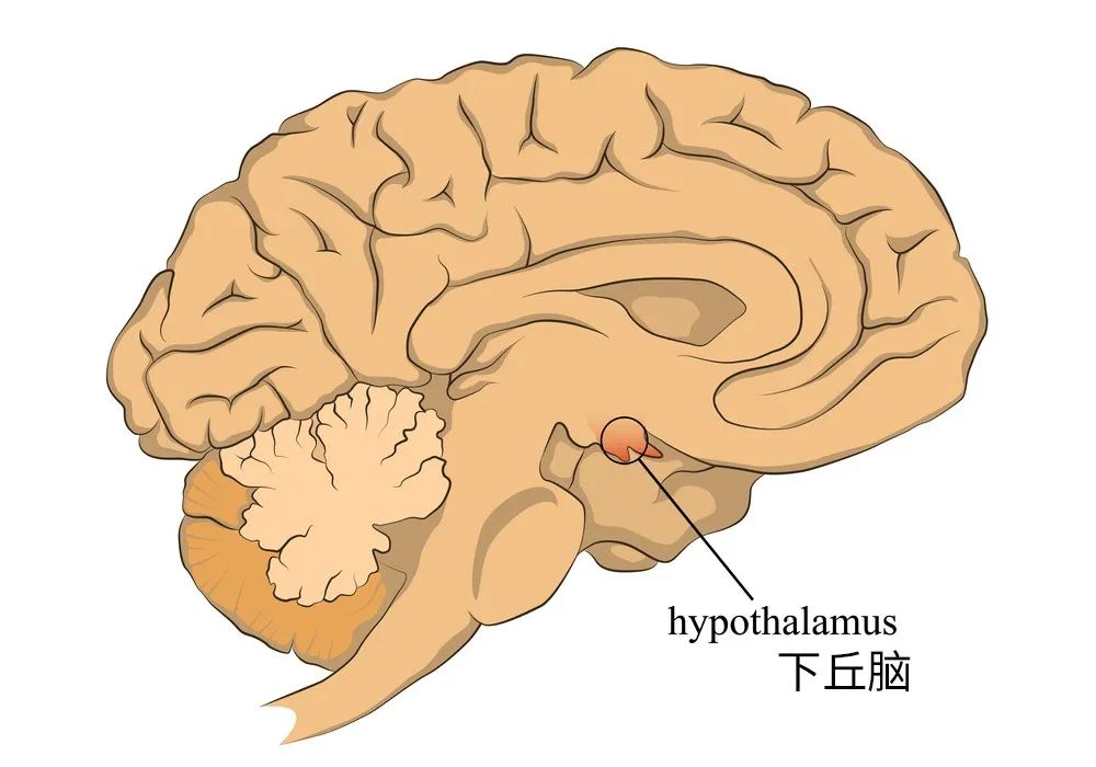 人体中控制体温的下丘脑,被前列腺素刺激后,便开始调高我们人体的体温