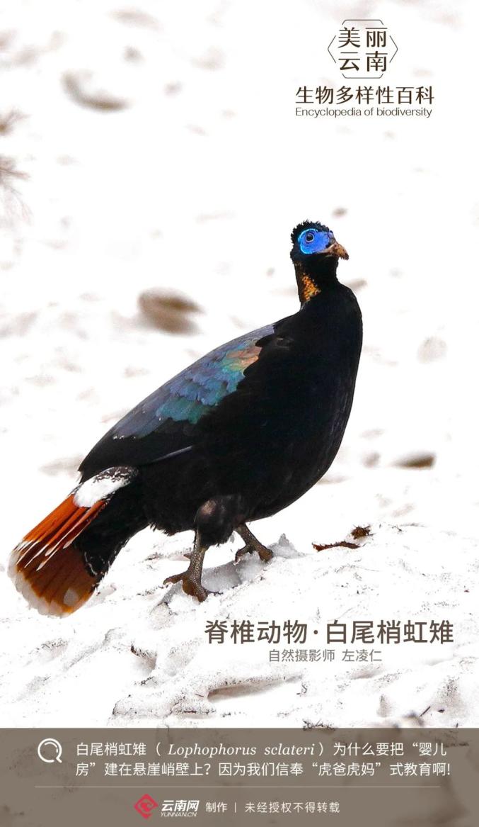 生物多样性百科】脊椎动物·白尾梢虹雉：把u201c婴儿房u201d建在悬崖峭壁上_媒体 