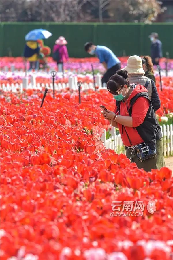 组图云南昆明春来了花都开好了你戴口罩自拍的样子真美