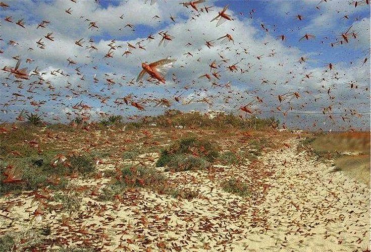 微博热搜排第一的沙漠蝗虫中国要防吗