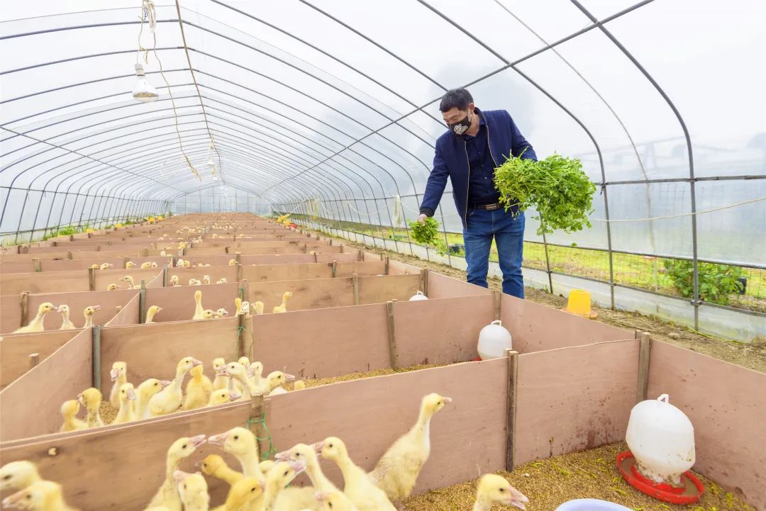 之前,县畜牧兽医总站陈淑芳站长来这,建议我可以利用空闲大棚引进鹅苗