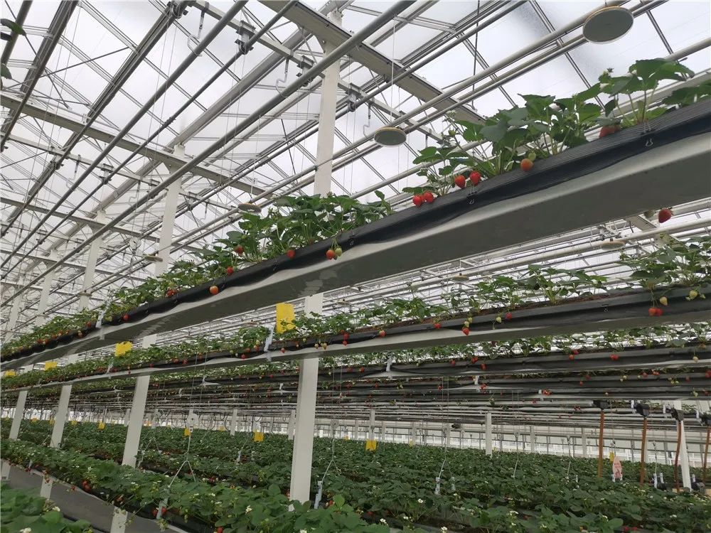 采摘不弯腰溧水45万平米空中草莓熟啦这才叫垂涎欲滴