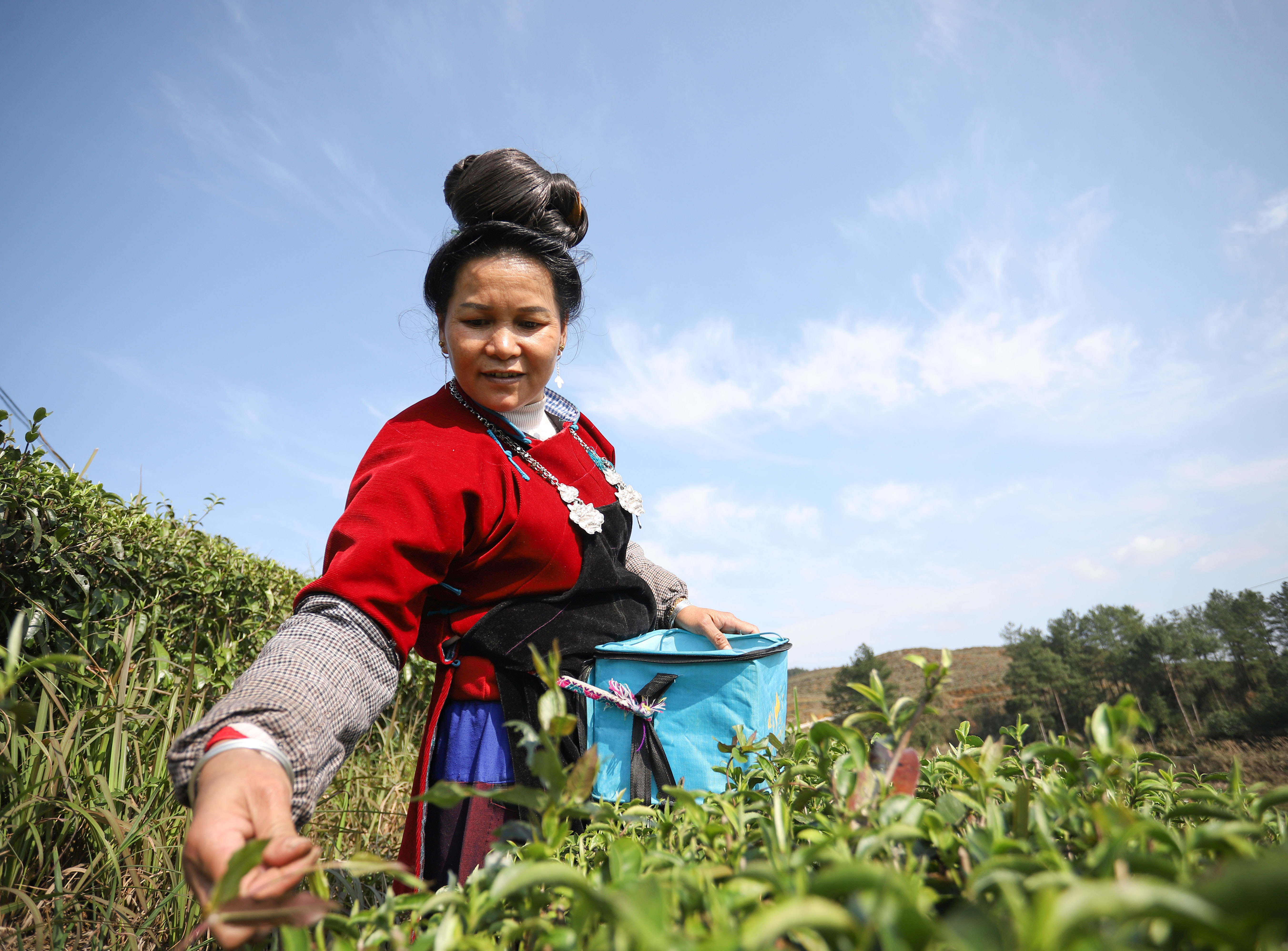 近日来,在贵州省黔东南苗族侗族自治州丹寨县的羊甲茶园,采茶工人正在