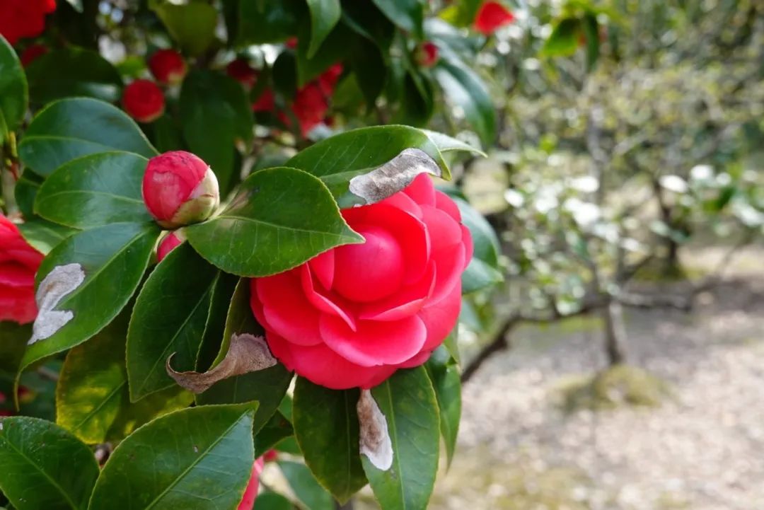 水仙,梅花春季限定:洁白如玉白玉兰