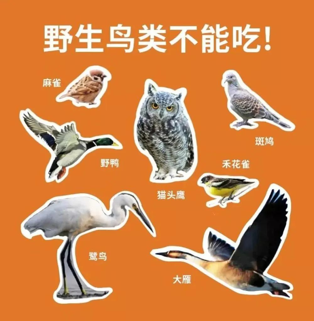 收缴109只野生动物、58家人工繁育基地封闭!蚌埠全面禁食野生动物