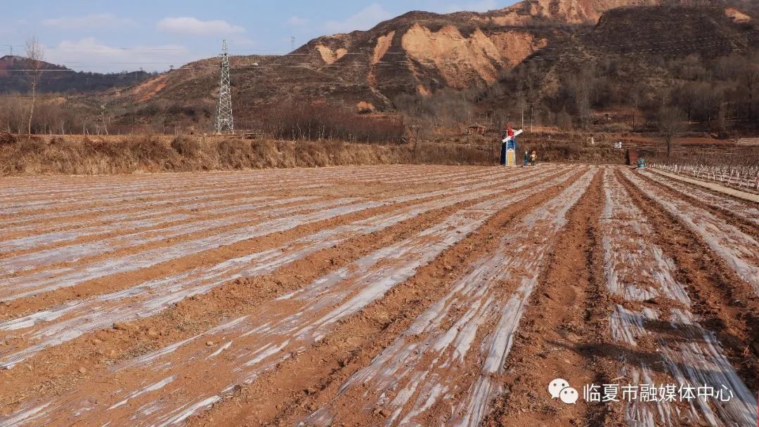 2019年油菜花盛開的景象,讓家住妥家村草灘七社的馬進偉記憶猶存,大片