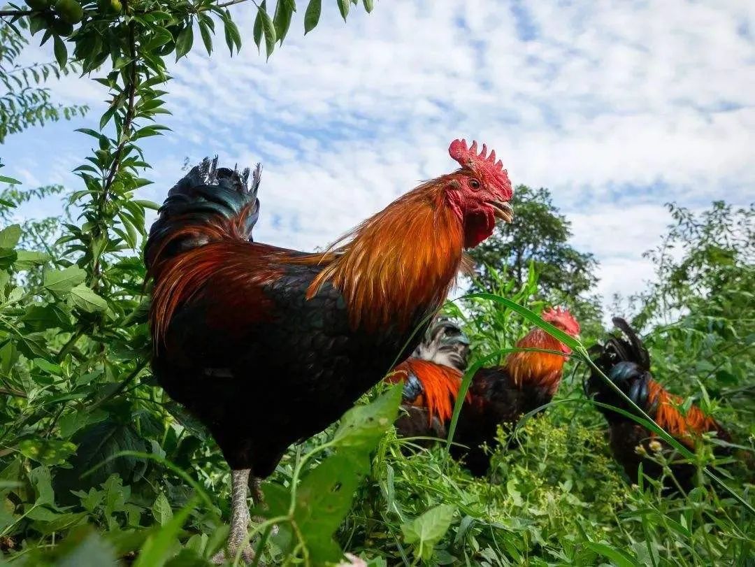 成熟期的土鸡天天要吃饲料又不长量,损失惨重,广大养殖户看在眼里愁在
