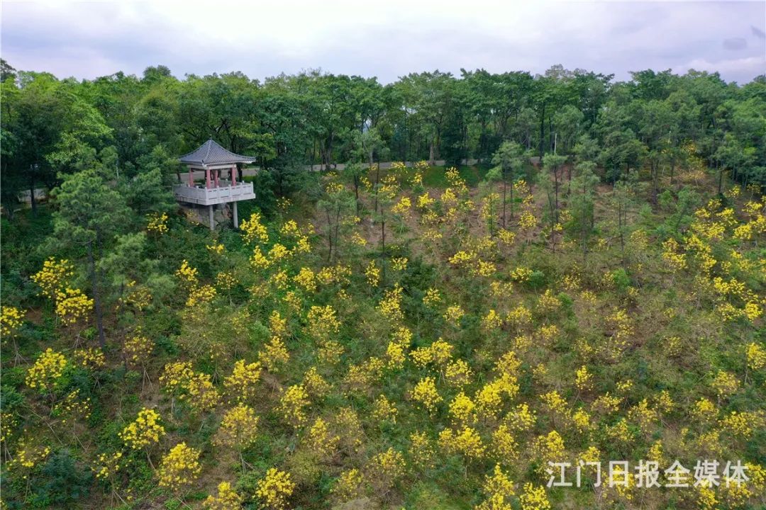 滿山盡看黃金甲白水帶千餘株黃花風鈴木齊盛放視頻帶你雲遊