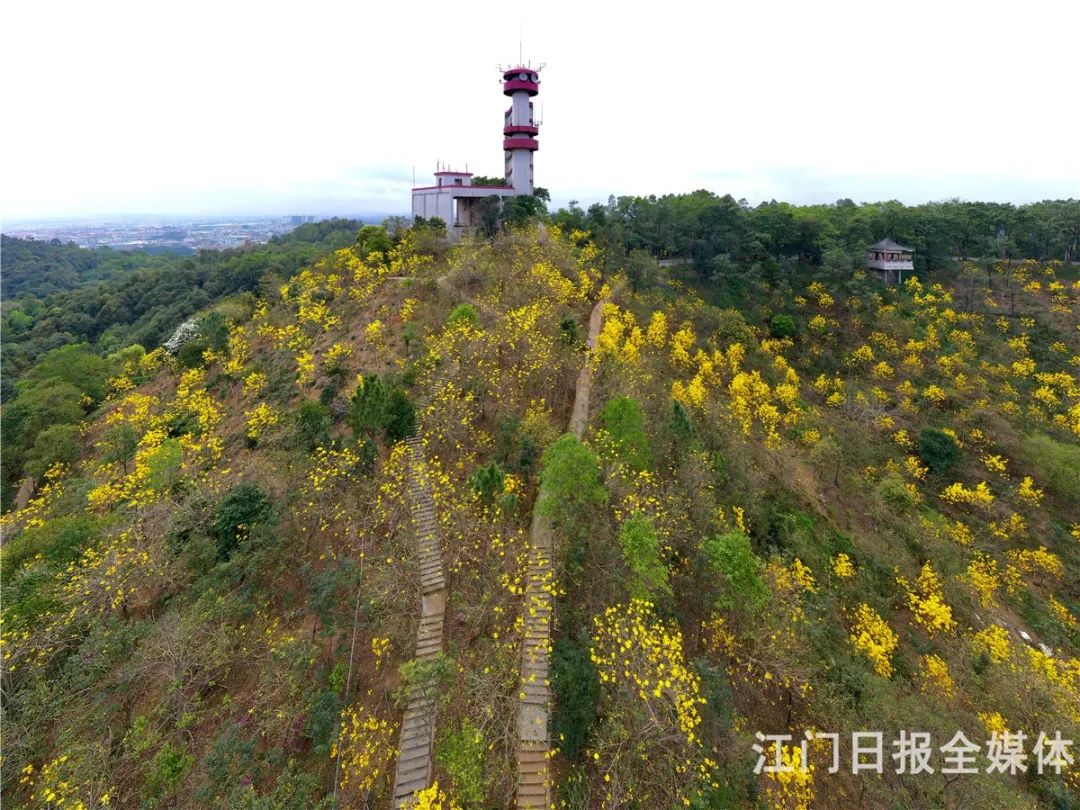 滿山盡看黃金甲白水帶千餘株黃花風鈴木齊盛放視頻帶你雲遊