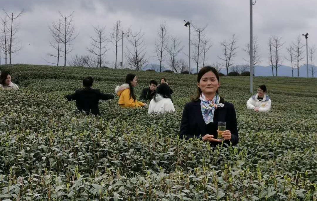 在中茶所茶叶基地现场,余丹通过网络现场直播,向大家介绍了嵊州茶叶的