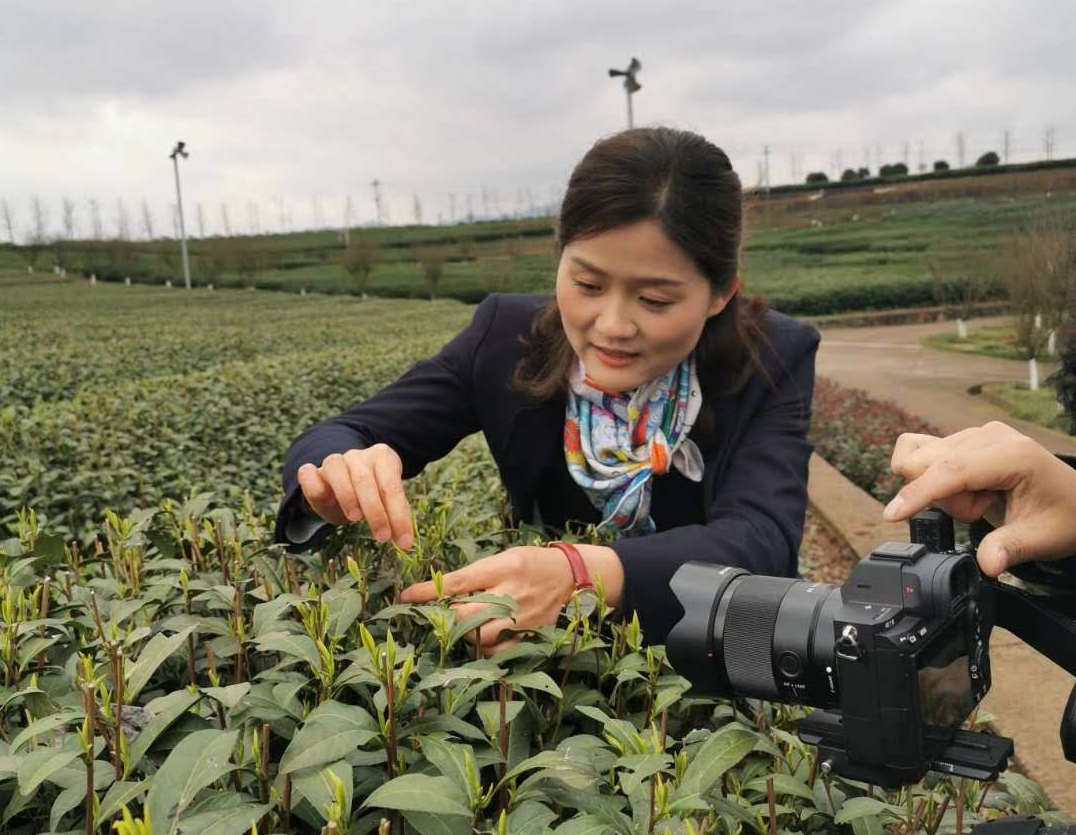 "3月10日上午,浙江省嵊州市副市长余丹,以越乡龙井品牌代言人的身份