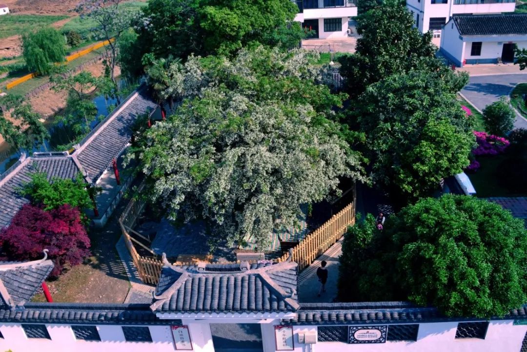 街道东支社区月城镇沿山村国家森林乡村建设是示范带动乡村绿化美化