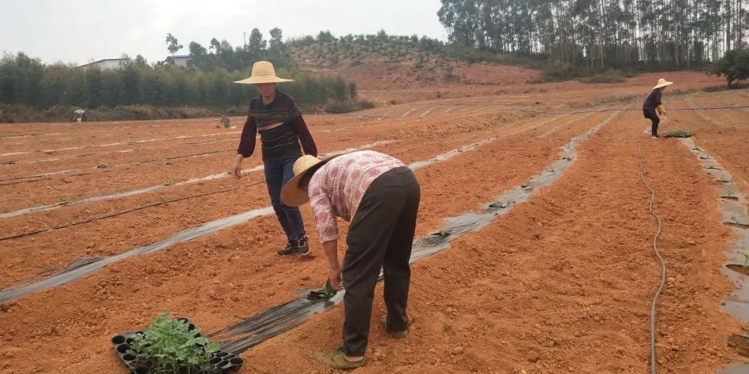 泰国红宝石柚子种植技术要求是什么