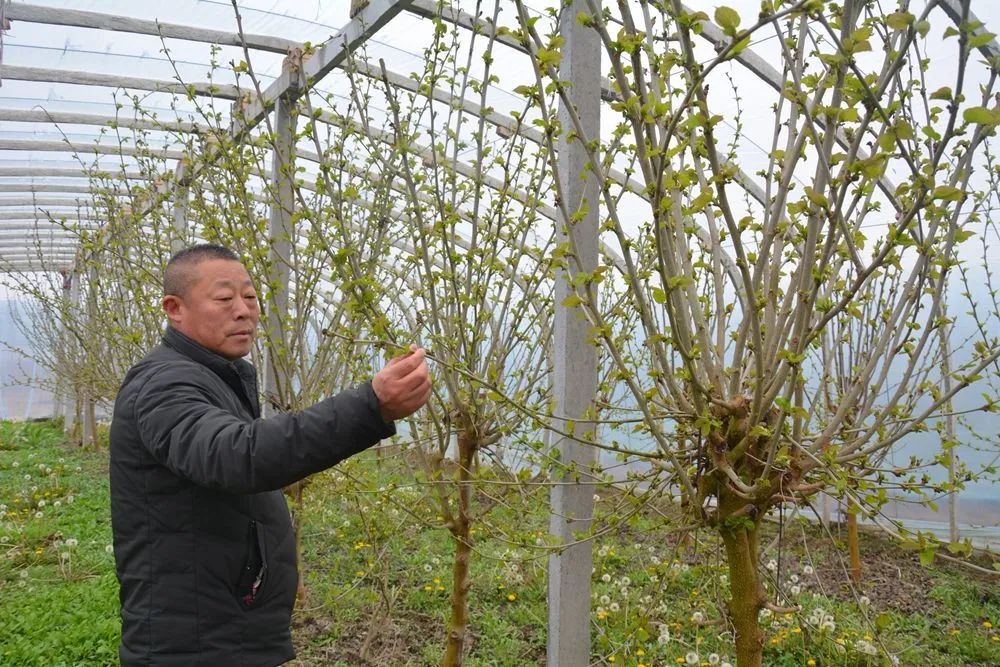 黄集镇 在黄集镇平楼村的蓝莓果桑采摘园里,李磊在给桑树松土,施肥