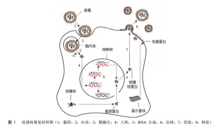 都2020年了这3种抗病毒药还没搞清楚