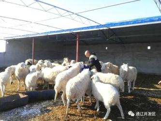 冬天怎么养小羊 138.jpg