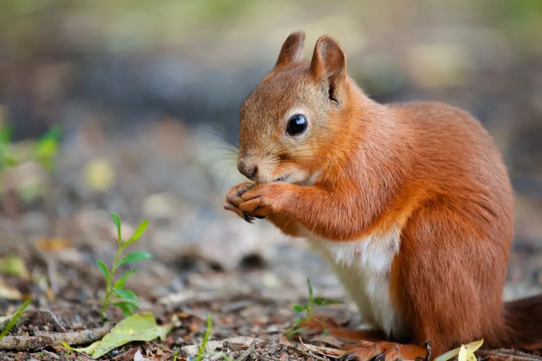 广东出手了食用野生动物拟最高罚1万