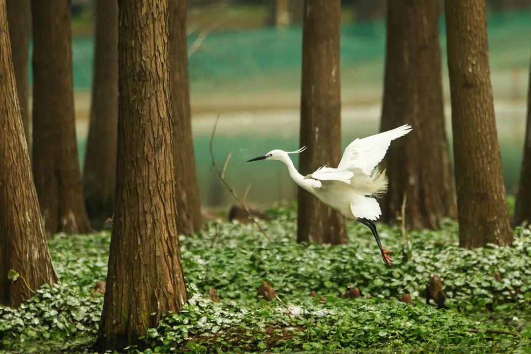 浦江郊野公园观鸟图片
