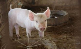 四川天兆猪业冲刺港股IPO：它赶上了养猪致富的好时代吗？