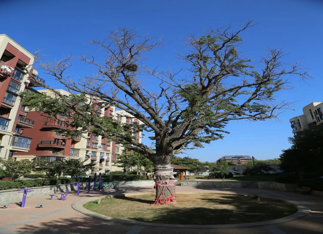 大连发布大连市自然资源局表示,今年植树节一方面受新冠肺炎疫情影响