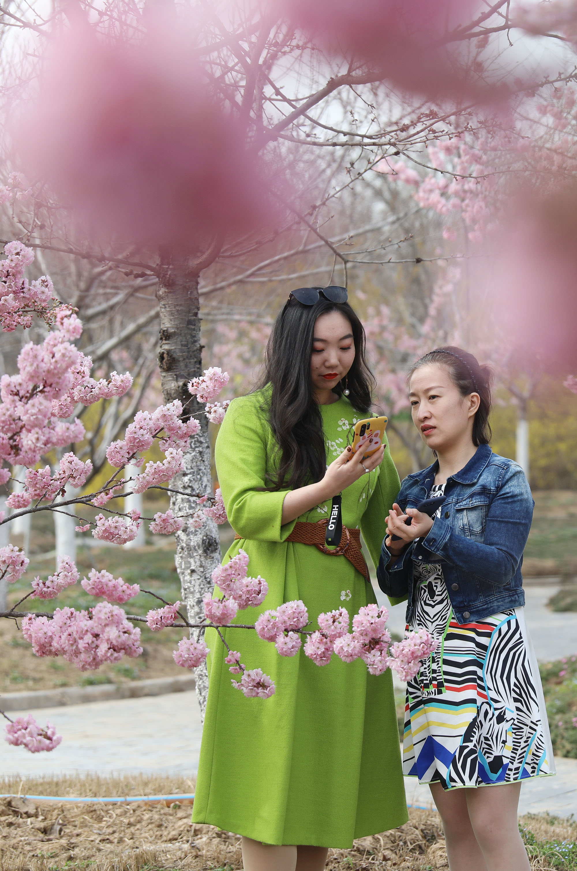 游人在河南省荥阳市丰乐樱花园赏花拍照.