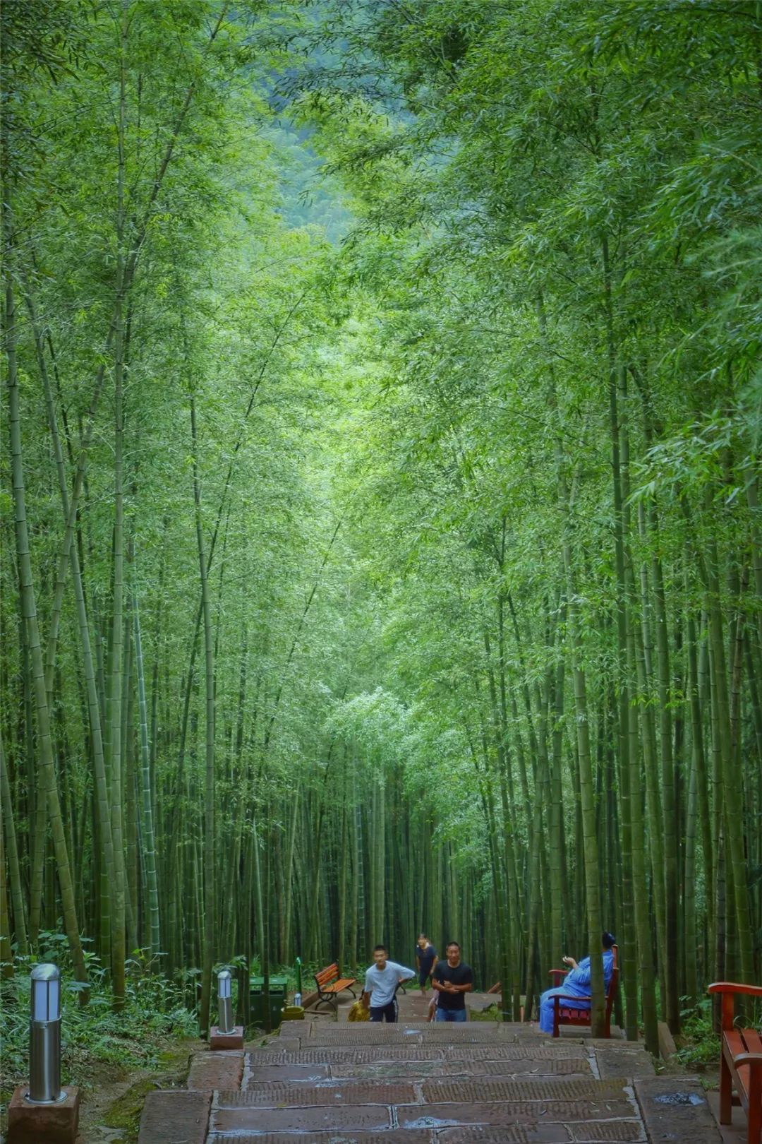 當季丨植樹節,從種下一棵樹開始!