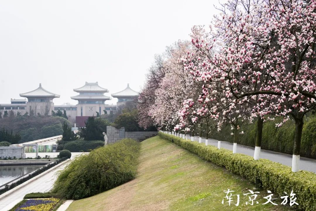 一週美圖集錦百花爭豔香滿園南京的春天原來這麼美